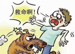 如遇恶犬咬人该怎么办？这些知识也许能救命！