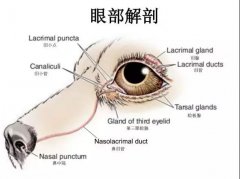 狗狗眼里常含泪水，是为爱感动吗？