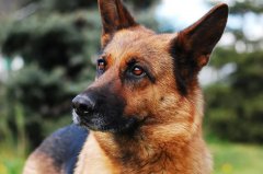 what is it like to have a german shepherd?