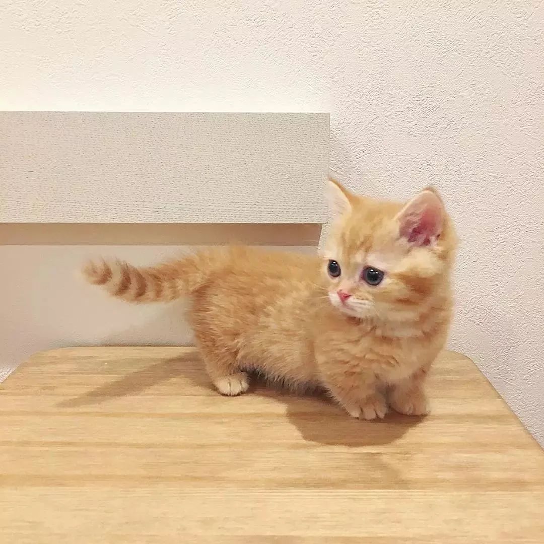 orange cat