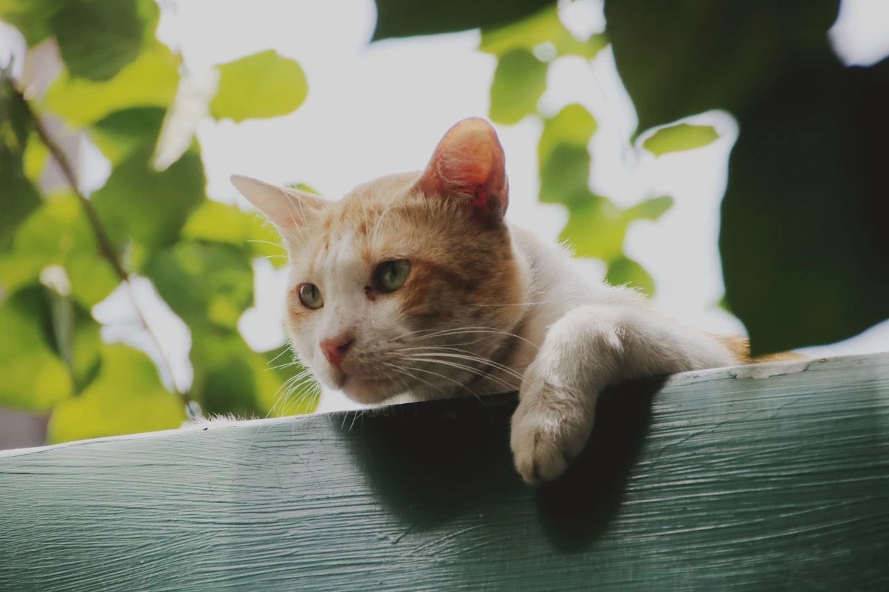 为什么你的猫咪脾气越来越不好了？