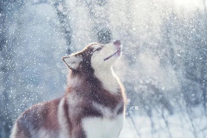 dog freeze-resistant inventory: the 5 most 